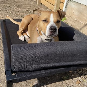 elevated-beds-for-dogs