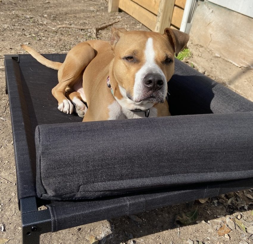 7 Best Heated Dog Beds [2022 Reviews]: Buying Guide & Safe Options - Insulated Comfortable Heated Dog Bed