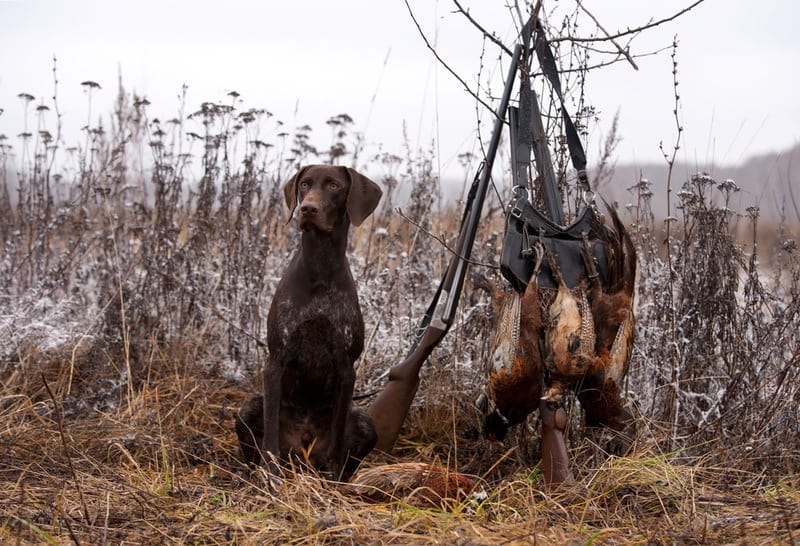 hunting-dog-names