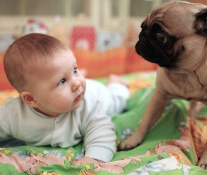 introducing-dog-to-baby