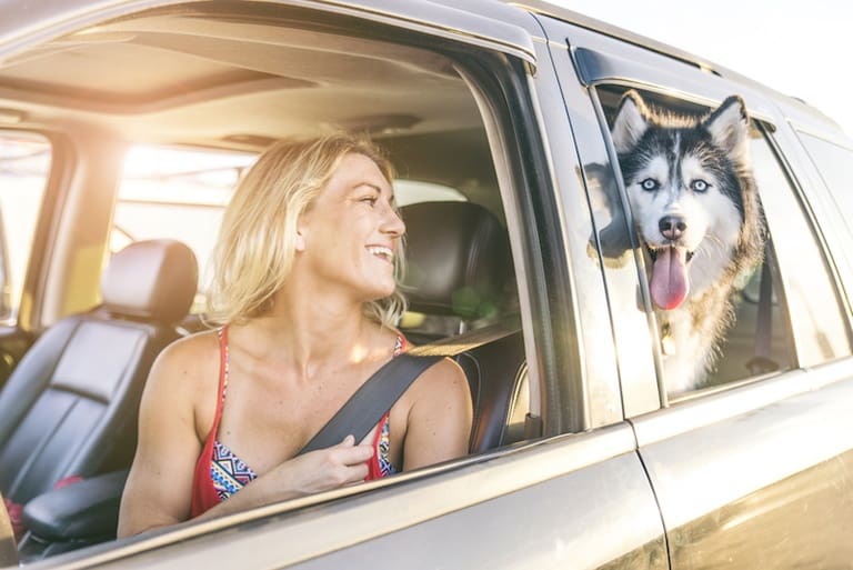 How to Keep Your Dog Cool in the Car During the Summer!