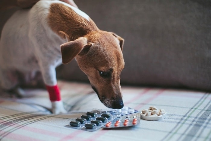 pain relief for dogs