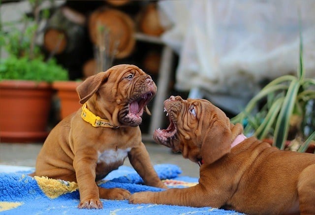 two-puppies-aggressive