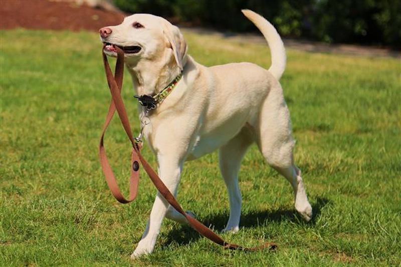 Labrador Retriever X Beagle