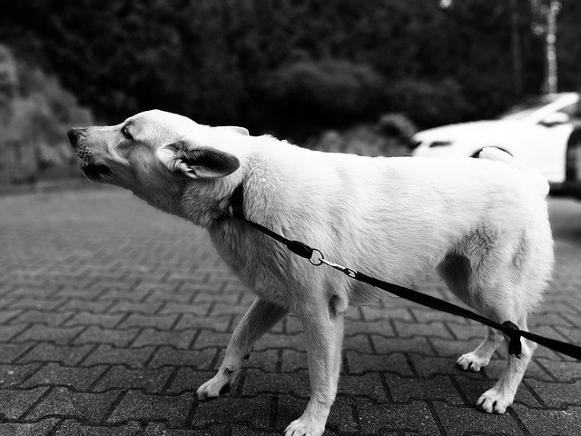 How to Socialize an Aggressive Dog 4 angry-dog