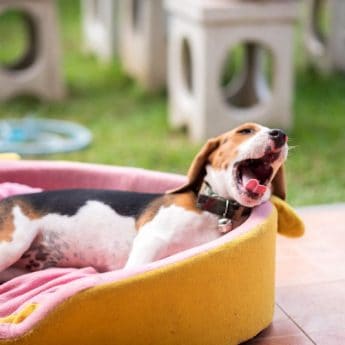 best outdoor dog beds