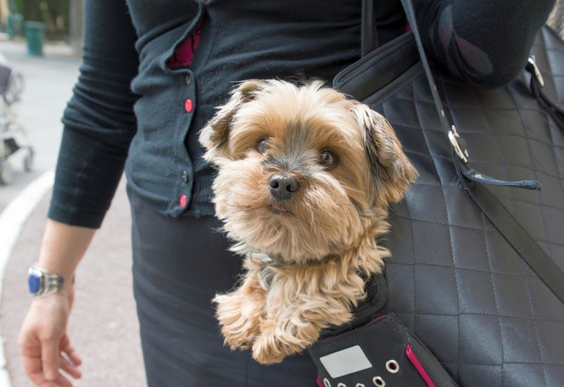 a purse for carrying dogs