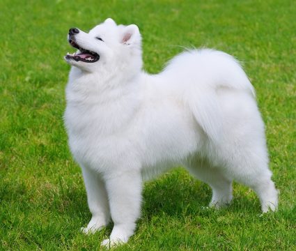 Most Beautiful Dog Breeds