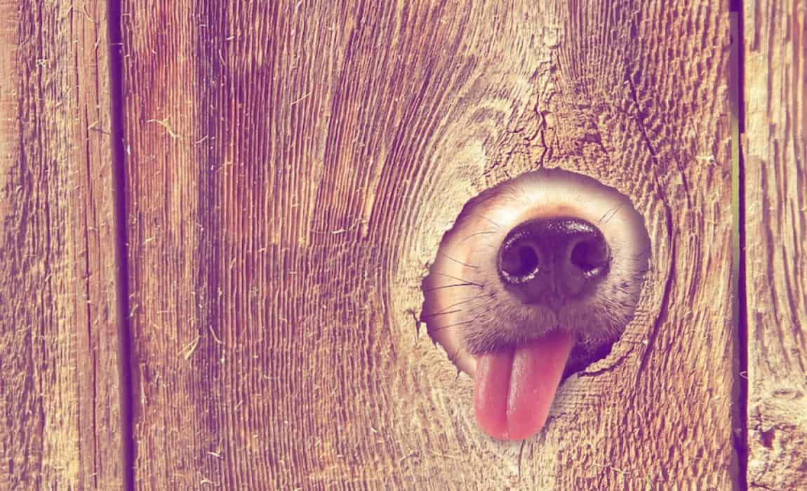 5 Best Dog Proof Fences Fencing Tips Tricks Diy Solutions More