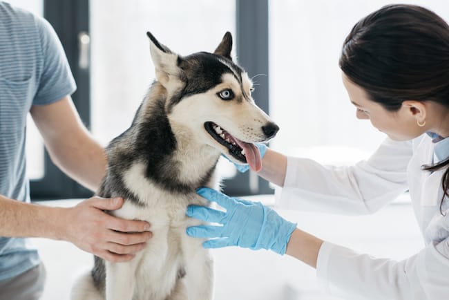 Help! My Dog Ate a Pencil! 2 dog vet visit