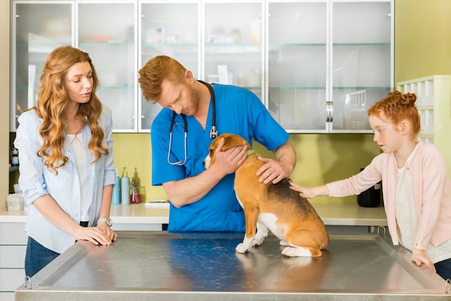 dog-veterinary-care