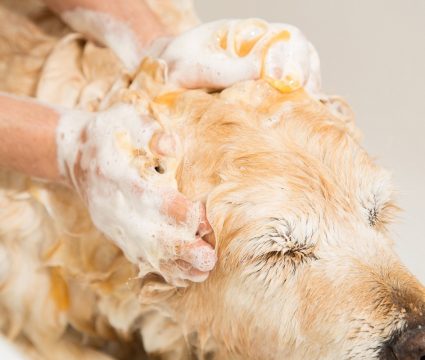 Lice shampoo for dogs