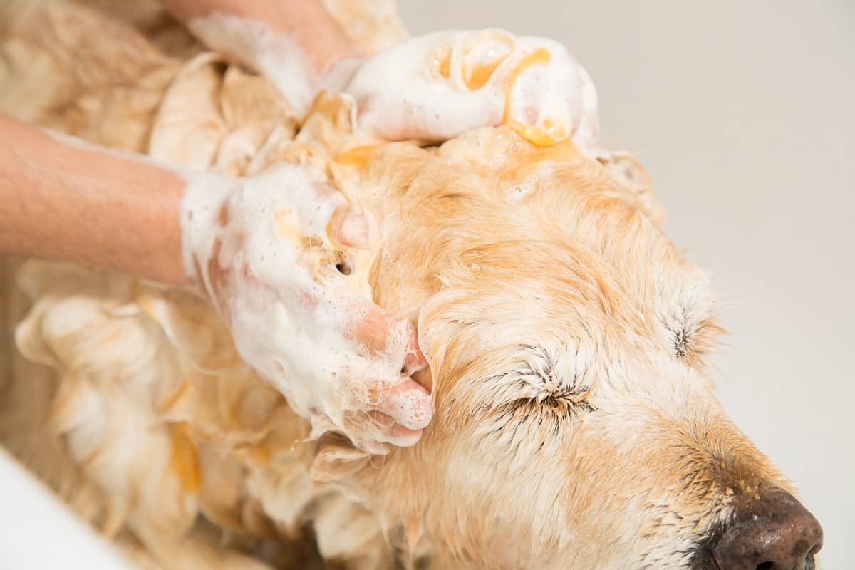 3 Best Dog Shampoos for Lice: Soothing Your Pup's Itchy Skin
