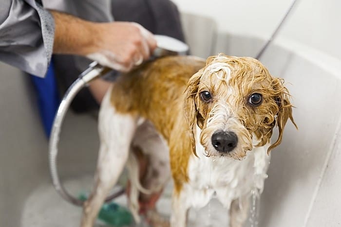 lice treatments for dogs