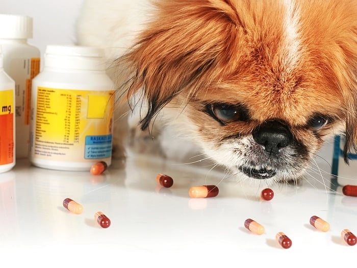 dog antibiotics