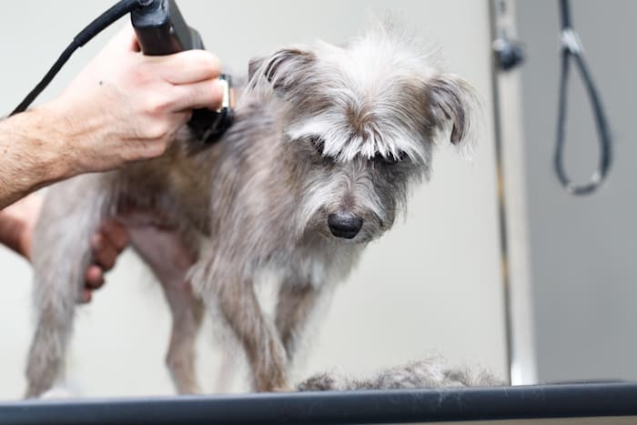 giving dog haircut