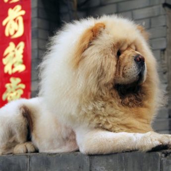 Chinese Dog Breeds