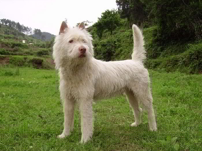 Xiasi-Quan-dog