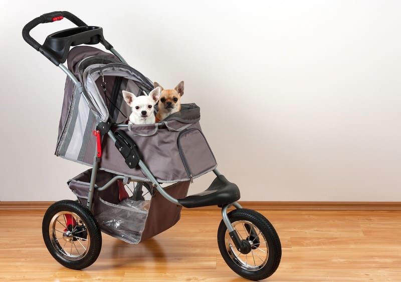 dog strollers are great for exploring