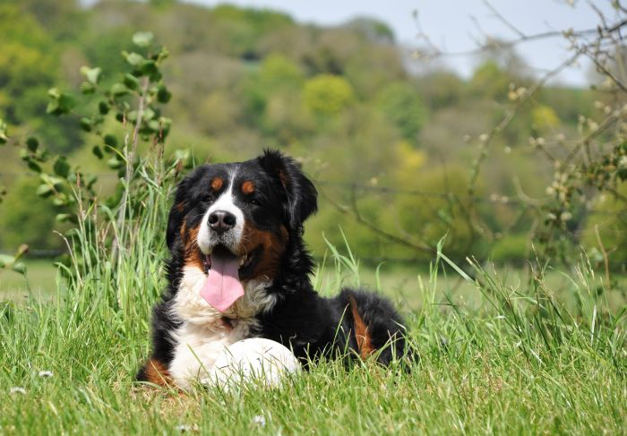 Bernese Mountain Dog  