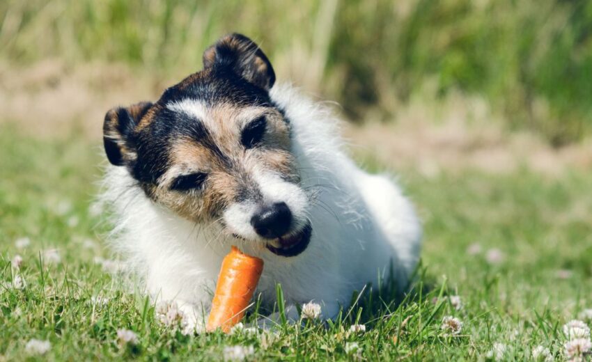 the best vegetables for your dog
