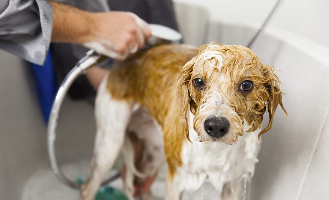 Best Conditioner for Dogs