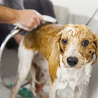 Best Conditioner for Dogs
