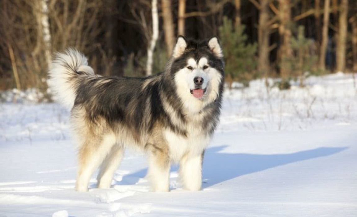 Great Dogs for Cold Climates