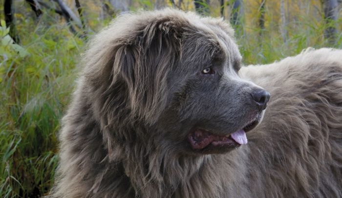 Newfoundlands were part of Moscow water dogs