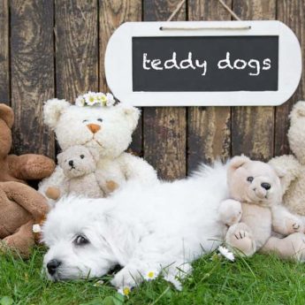 teddy bear dog breeds