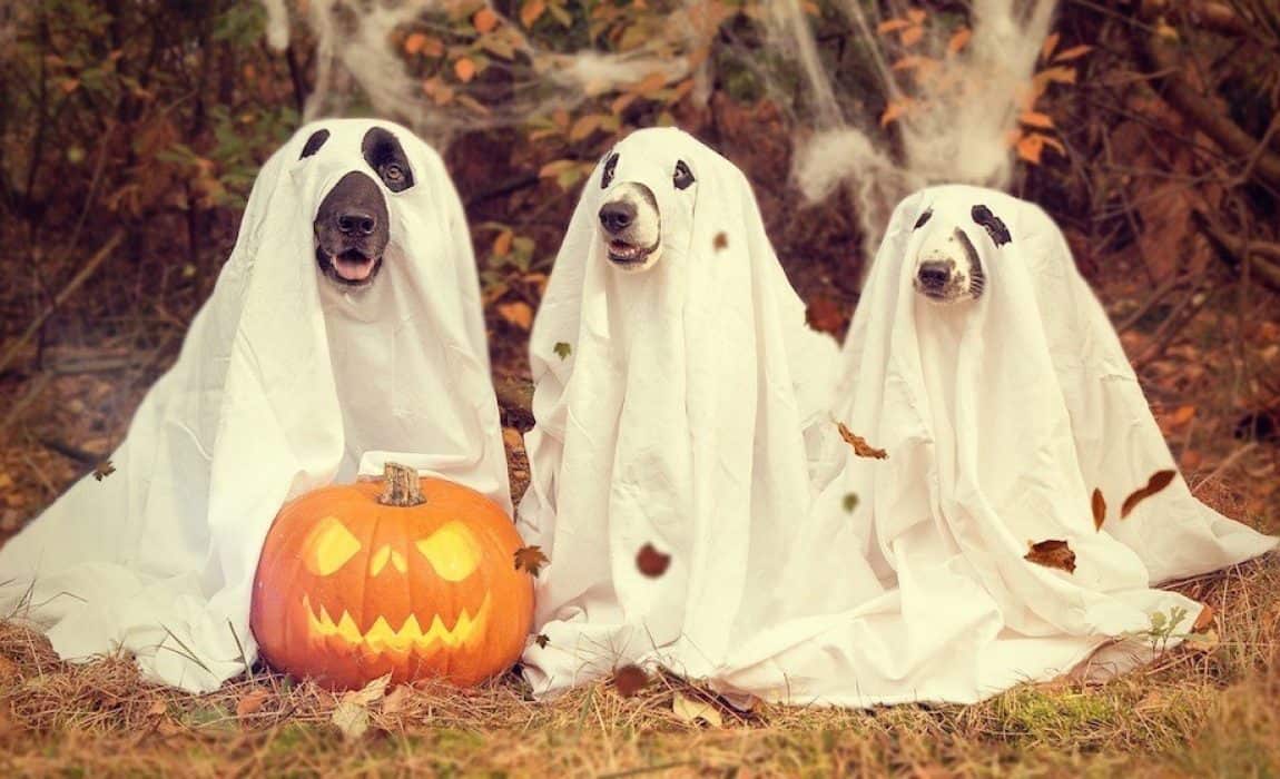 diy-dog-halloween-costumes