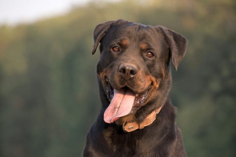 Autistic Rottweilers 12 Best Dog Breeds for Autsitic Children: Service Dogs with Big Hearts!
