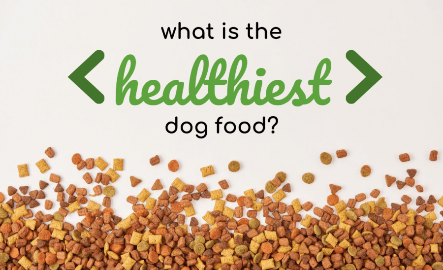 What Is The Healthiest Dog Food? [2023 Reviews]