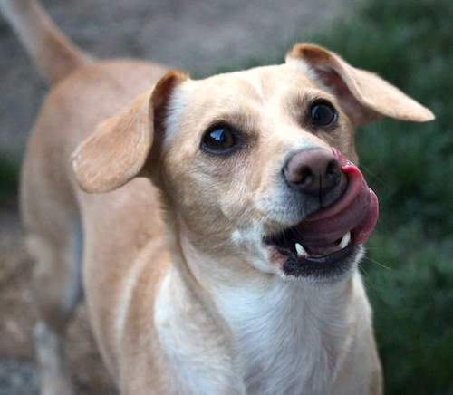 jack russell golden retriever mix