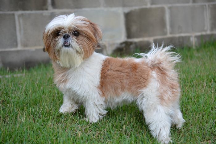 shih-tzu-teddy-dog