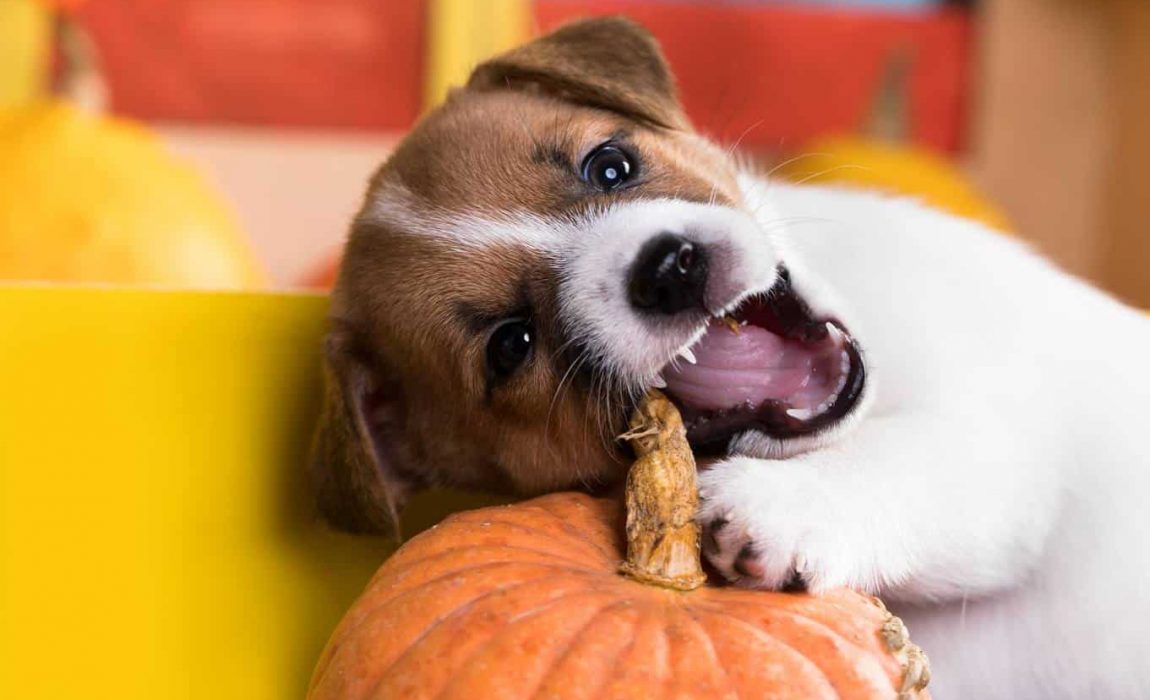 Can Dogs Eat Pumpkin? Are These Orange Gourds Canine-Friendly?