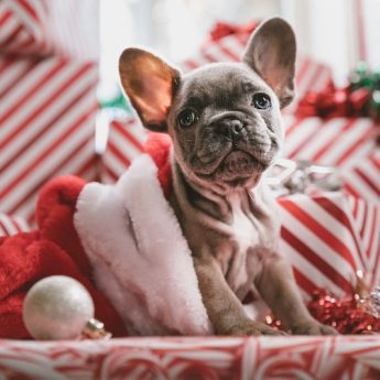 best-gifts-for-dogs