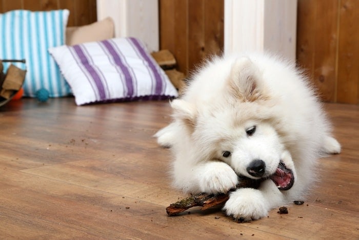 puppy chewing