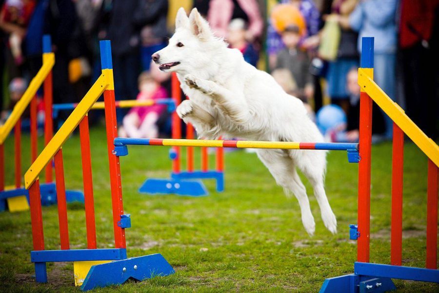 9 DIY Dog Agility Courses: Homemade Agility Obstacles For Fun ...
