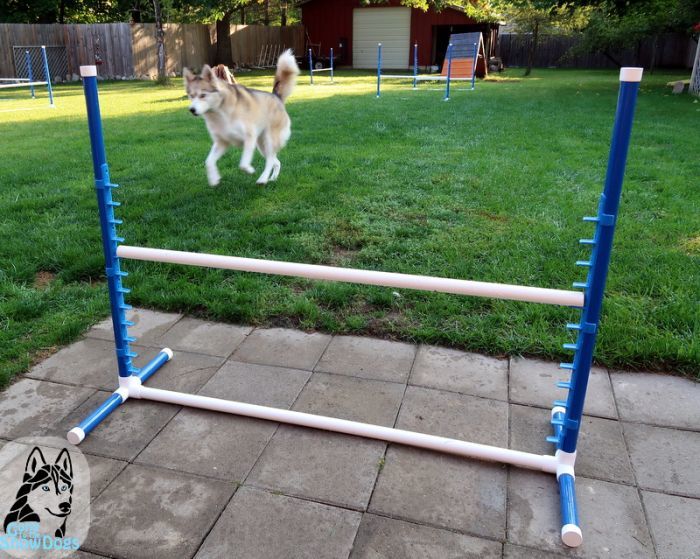 Agility Obstacles for Dogs