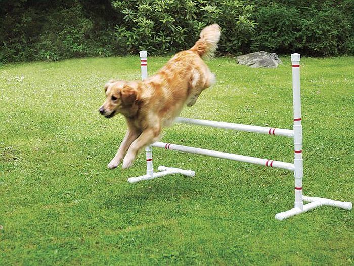 9 Diy Dog Agility Courses Homemade Obstacles For Fun Training