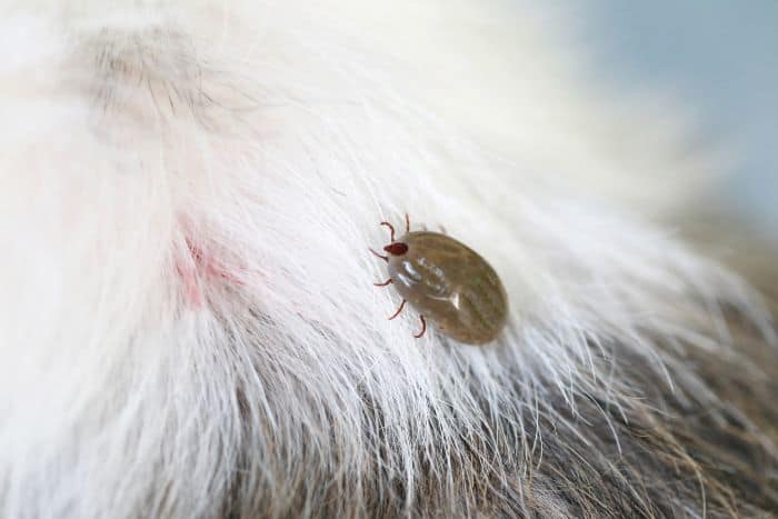 Ticks on Dogs