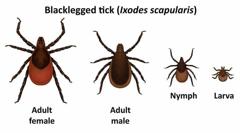 Tick Prevention in Dogs