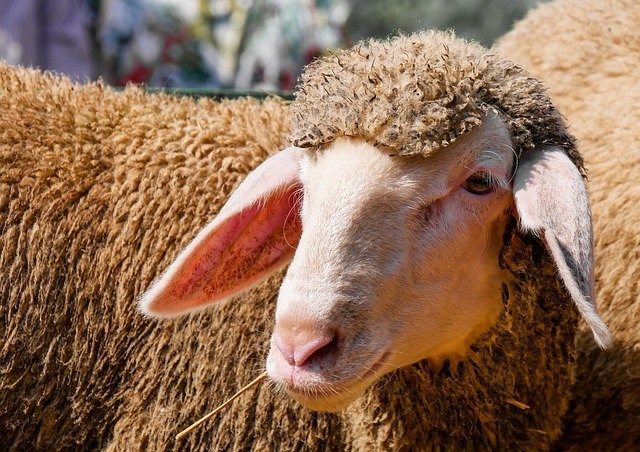 The Best Meats for Dogs: Which Protein Is Perfect For Your Pup? 8 lamb-dog-meat