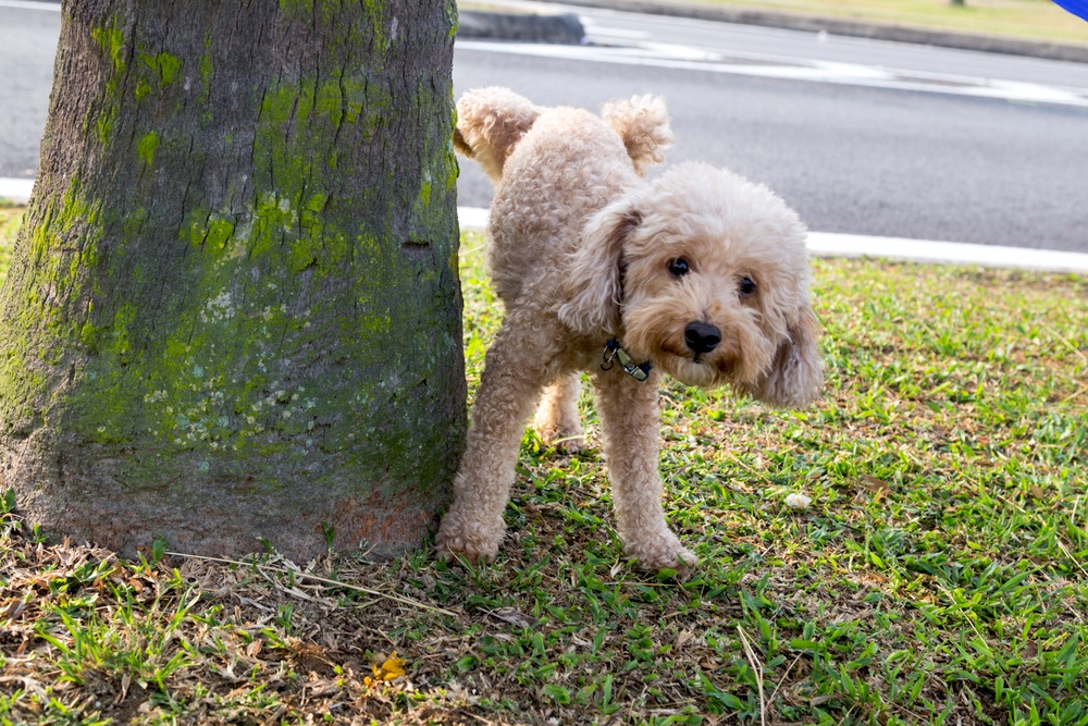 How to teach a dog deals to pee outside