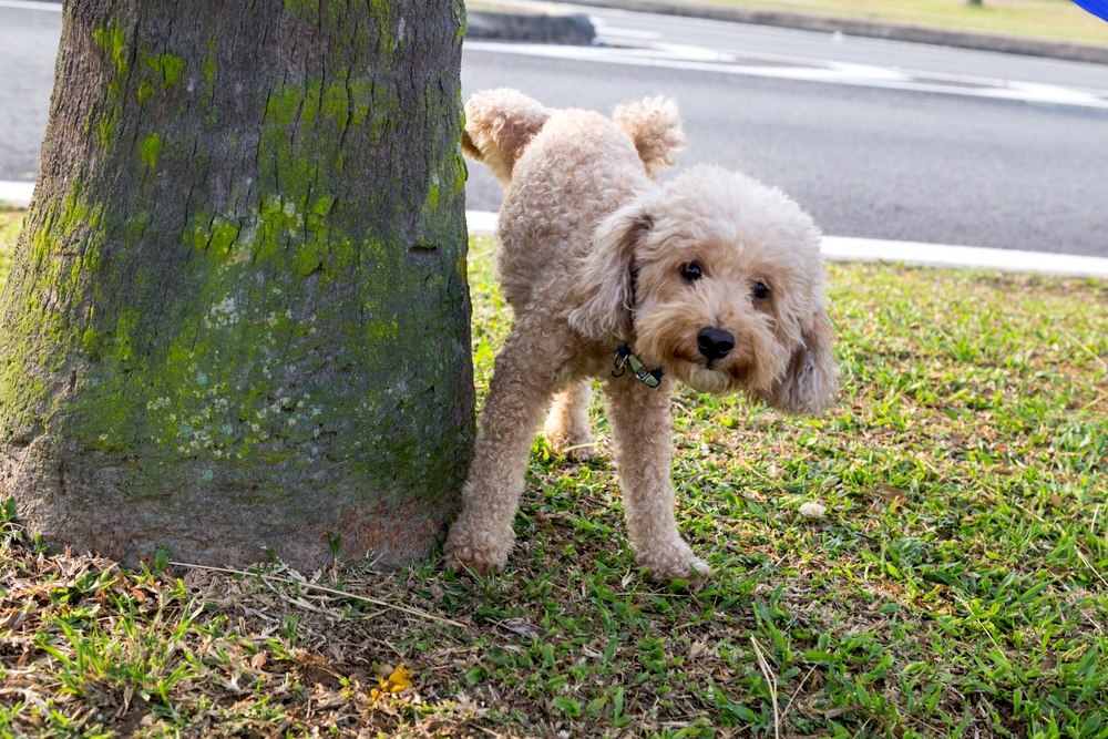 how train dog to poop outside