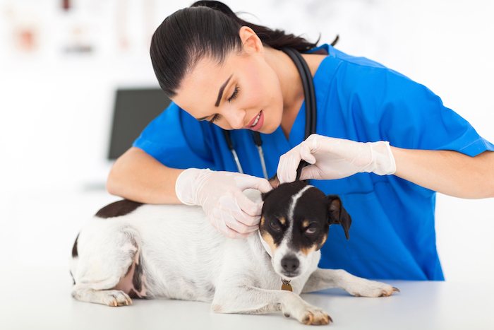 veterinary care puppy mills