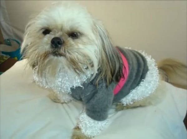 DIV Chic Dog Sweater wear