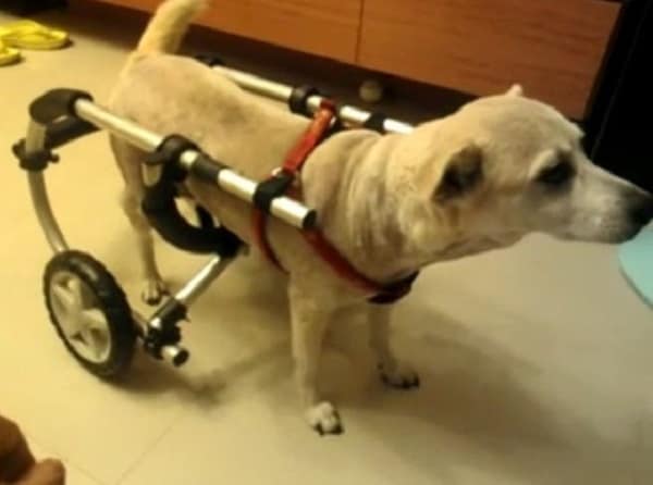 8 Dog Diy Wheelchair Plans Learn How To Build A - Diy Dog Wheelchair For Back Legs