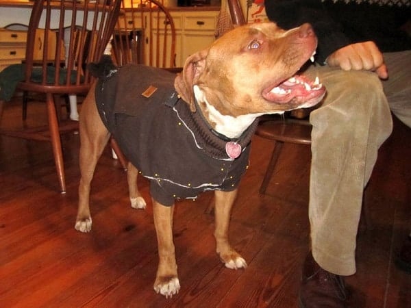 DIY Canine Carhartt Coat preview
